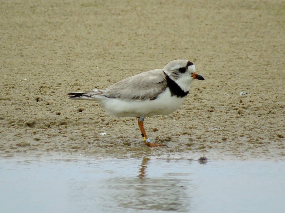 Piping Plover - ML508701351