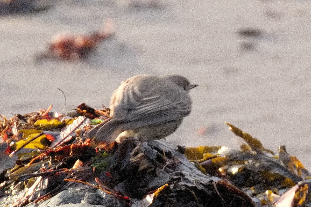 Black Redstart - Bruce Kerr