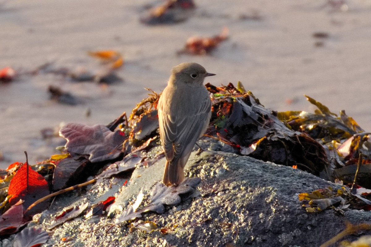 Black Redstart - Bruce Kerr