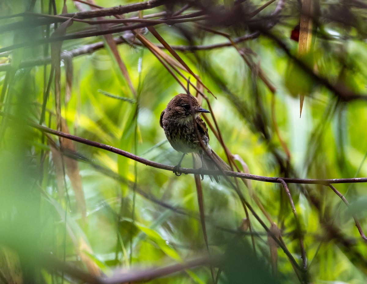 Bran-colored Flycatcher - ML508702181