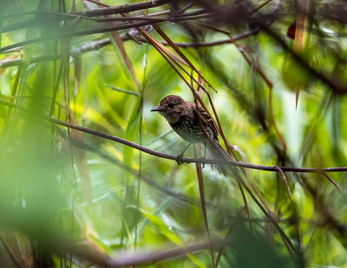 Bran-colored Flycatcher - ML508702201