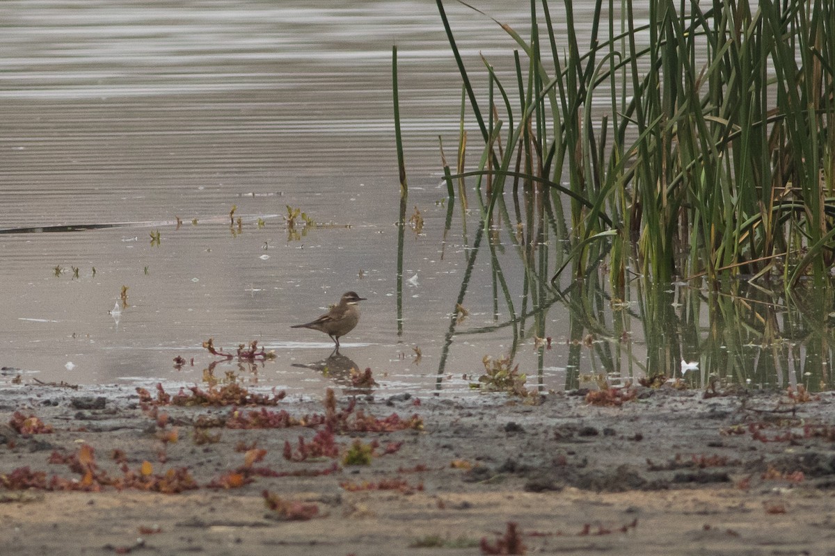 Buff-winged Cinclodes - ML508702431