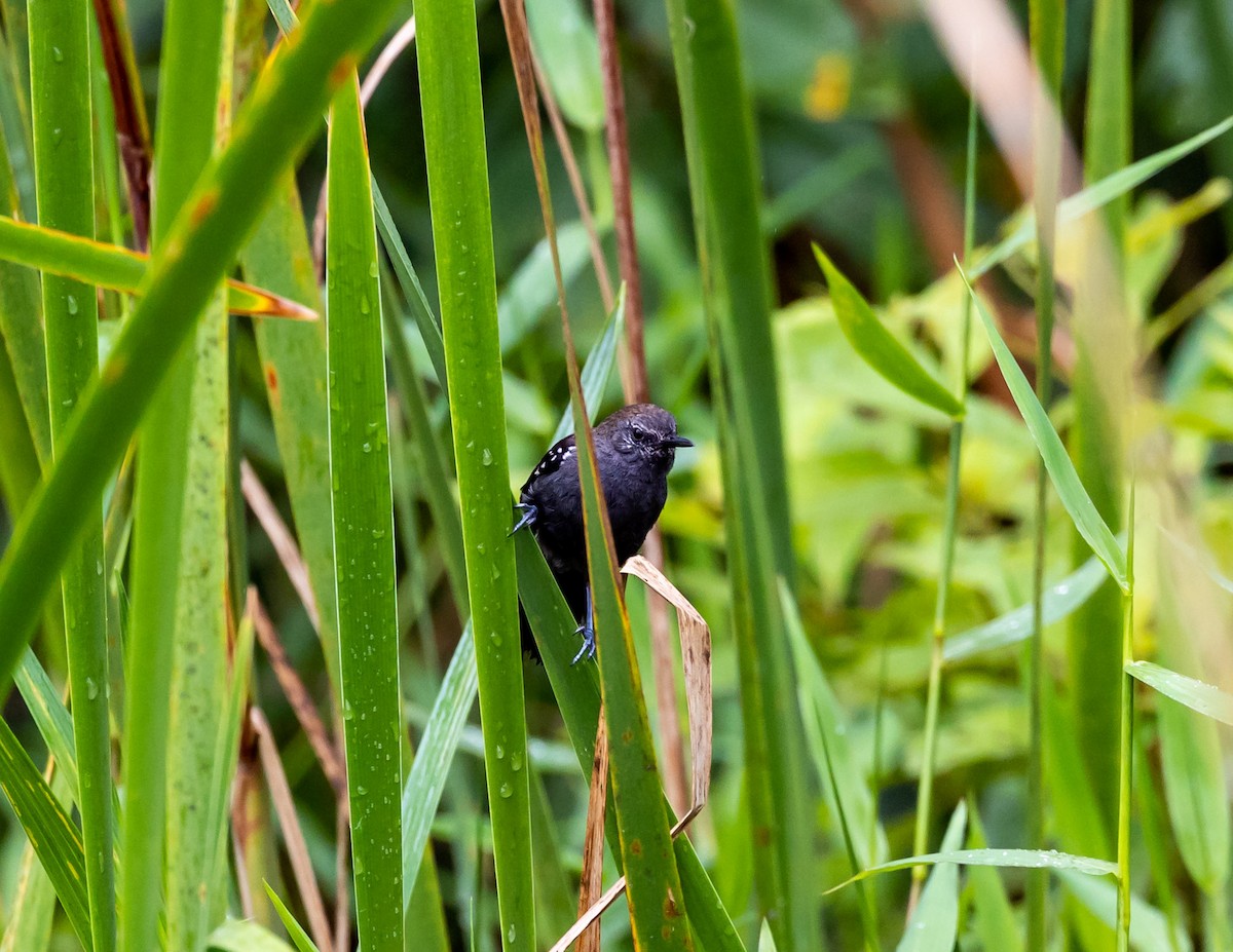 Schilfameisenfänger (acutirostris) - ML508703281