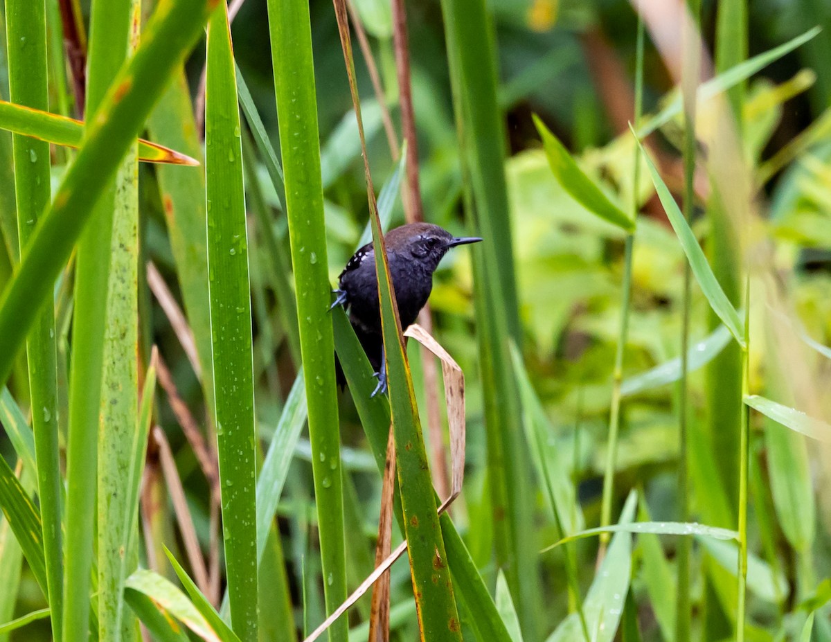 Schilfameisenfänger (acutirostris) - ML508703291