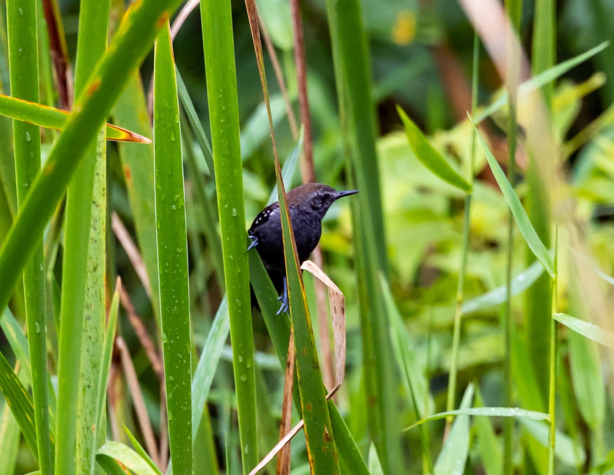 Marsh Antwren (Parana) - ML508703301