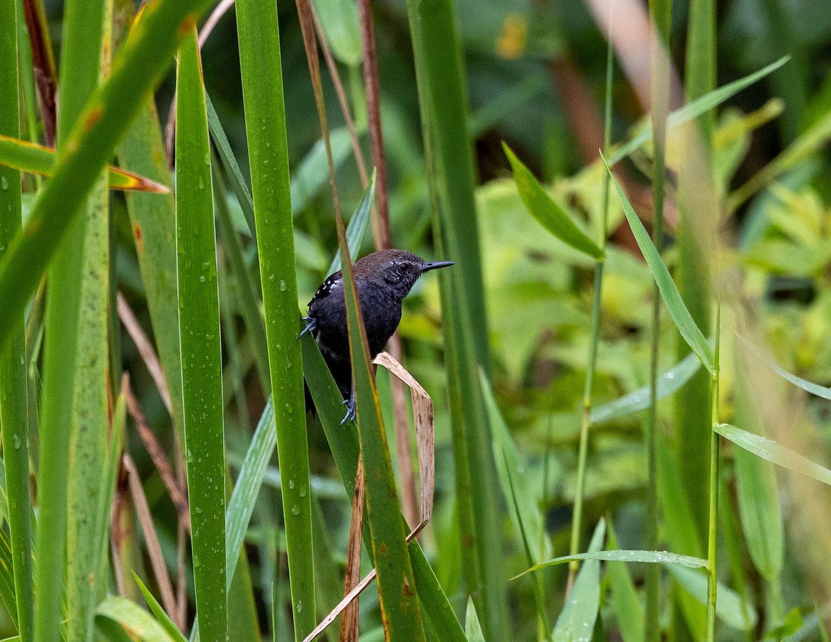 Parana Karıncakuşu (acutirostris) - ML508703311