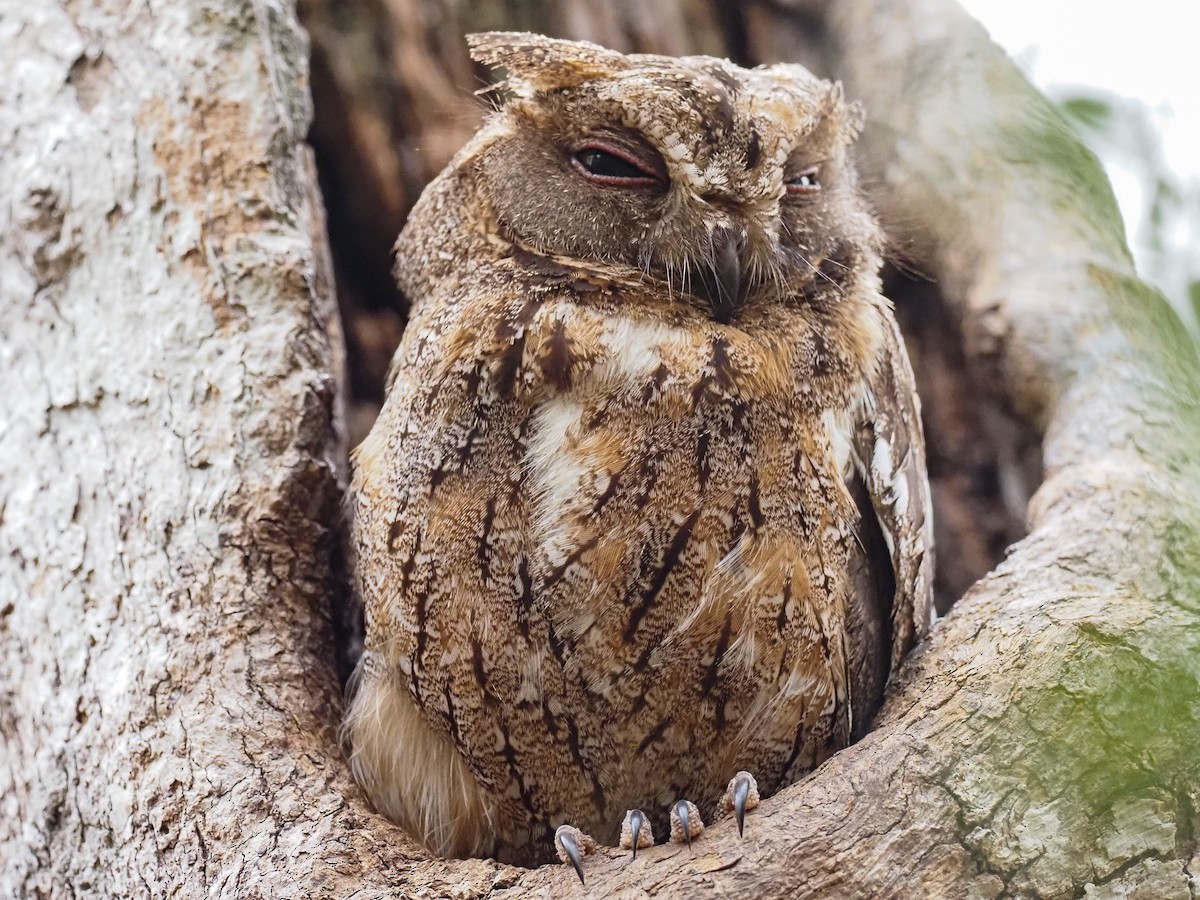 Madagascar Scops-Owl (Torotoroka) - Danielle Perdaen