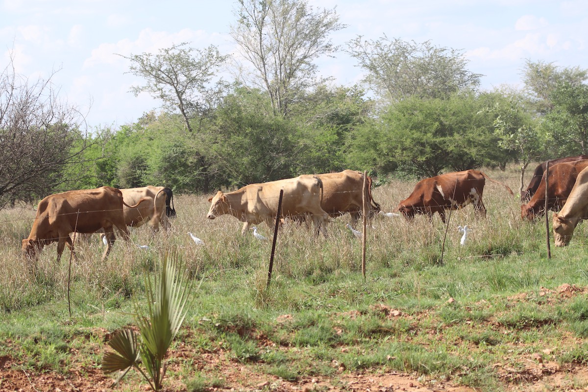 Western Cattle Egret - ML508704561