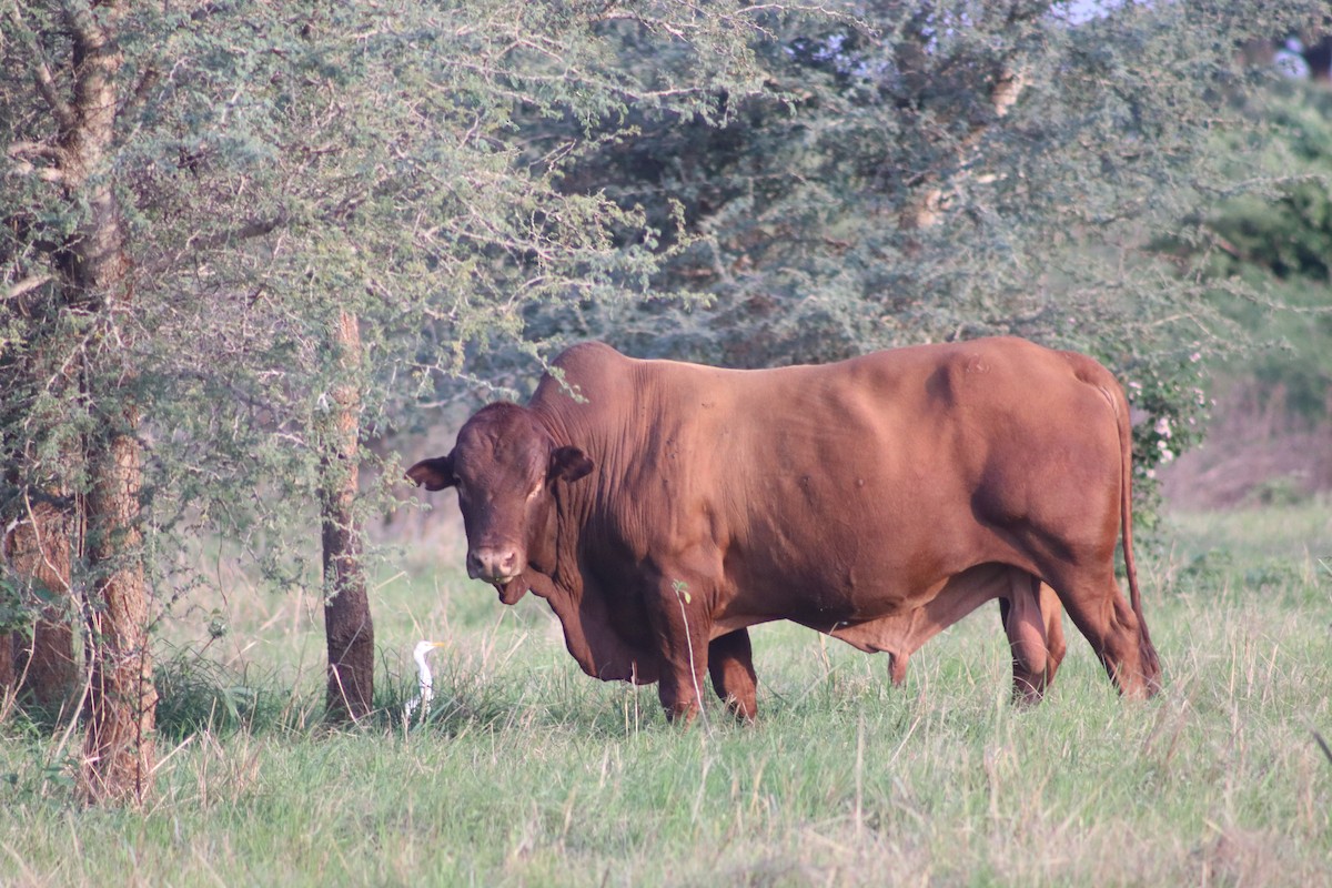 Western Cattle Egret - Nyreen Roberts