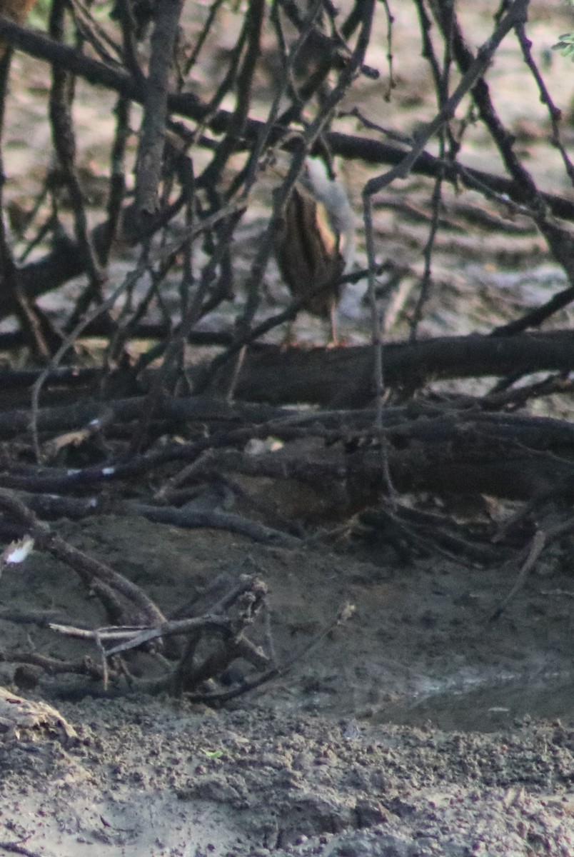 Striated Heron - ML508704721