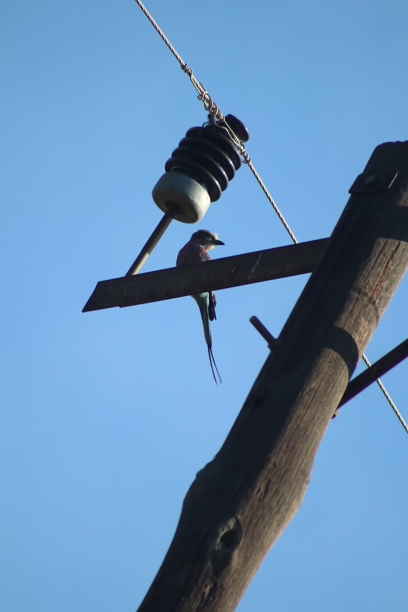 Lilac-breasted Roller - ML508704991