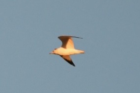 Ring-billed Gull - ML508705001