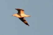 Ring-billed Gull - ML508705011