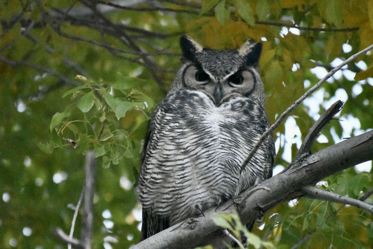 Great Horned Owl - ML508705091