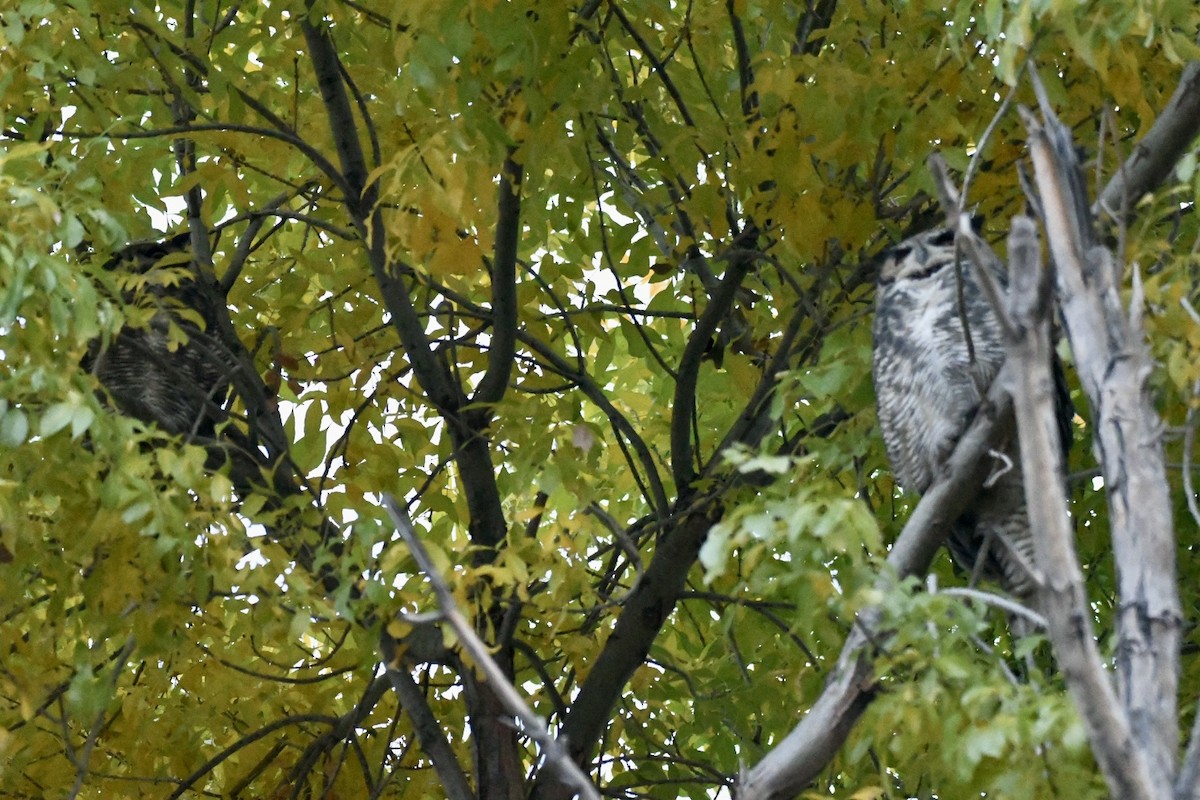 Great Horned Owl - ML508705101