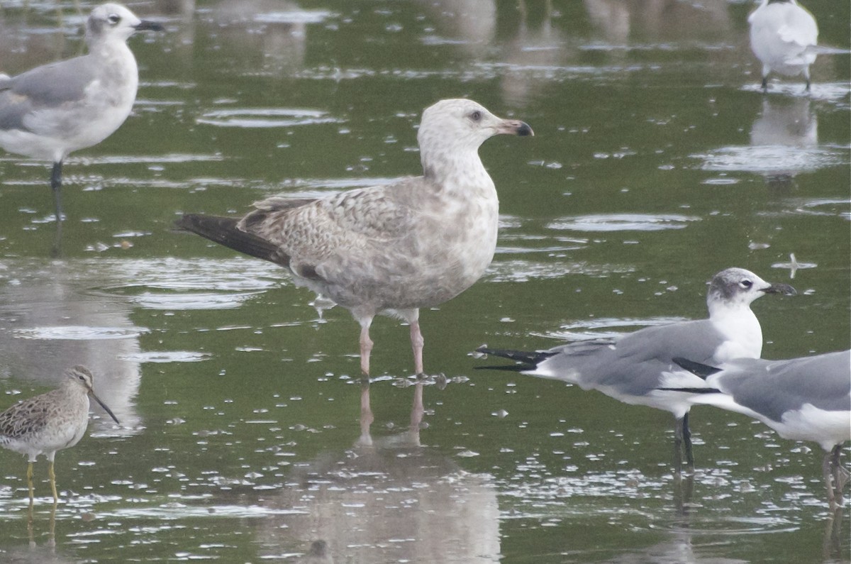 Herring Gull - ML50870511