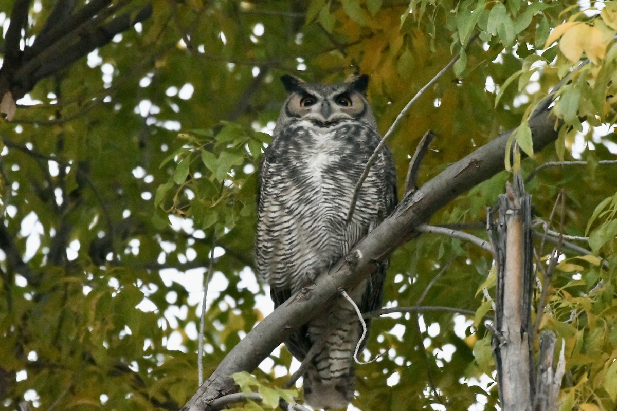 Great Horned Owl - ML508705111