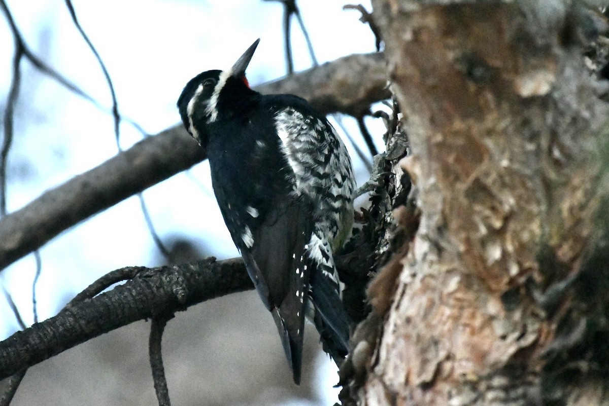 Williamson's Sapsucker - ML508705171