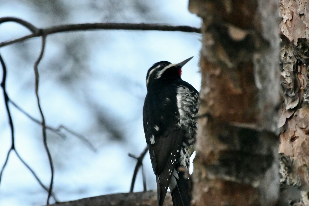 Williamson's Sapsucker - ML508705181