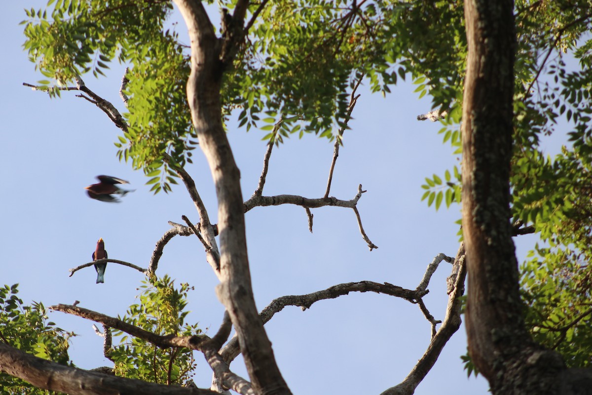 Broad-billed Roller - Nyreen Roberts