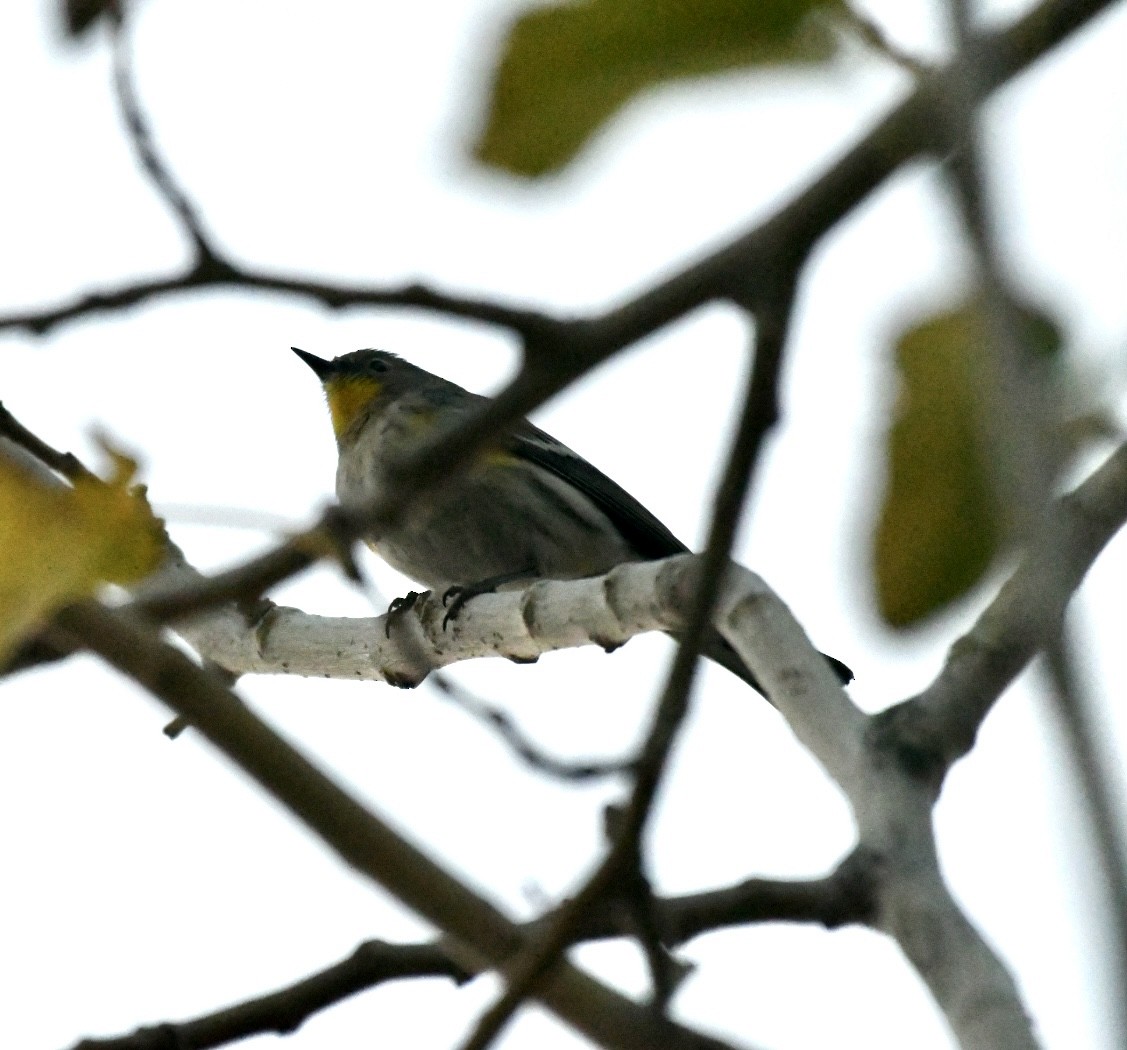 Yellow-rumped Warbler - ML508705231