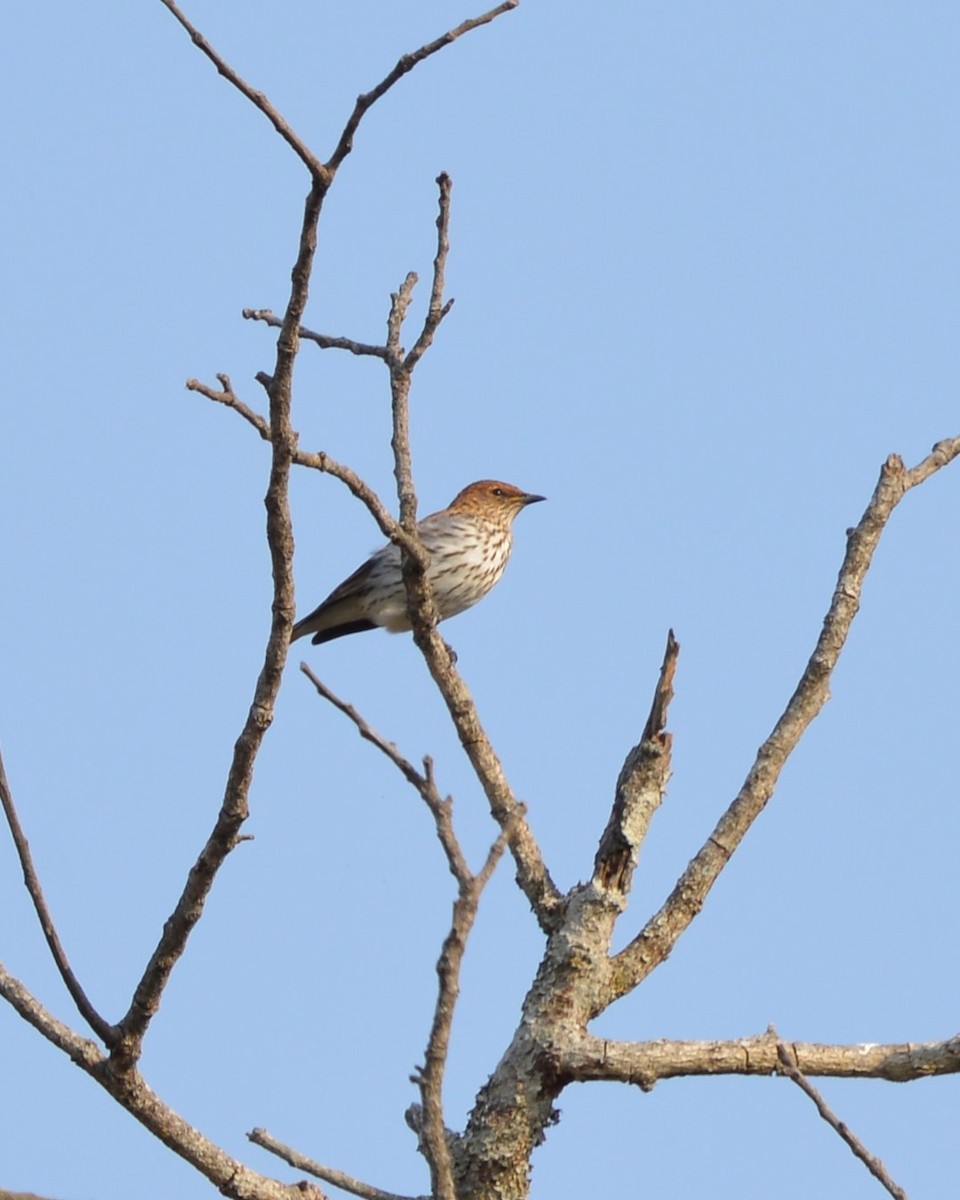 Violet-backed Starling - ML508705491