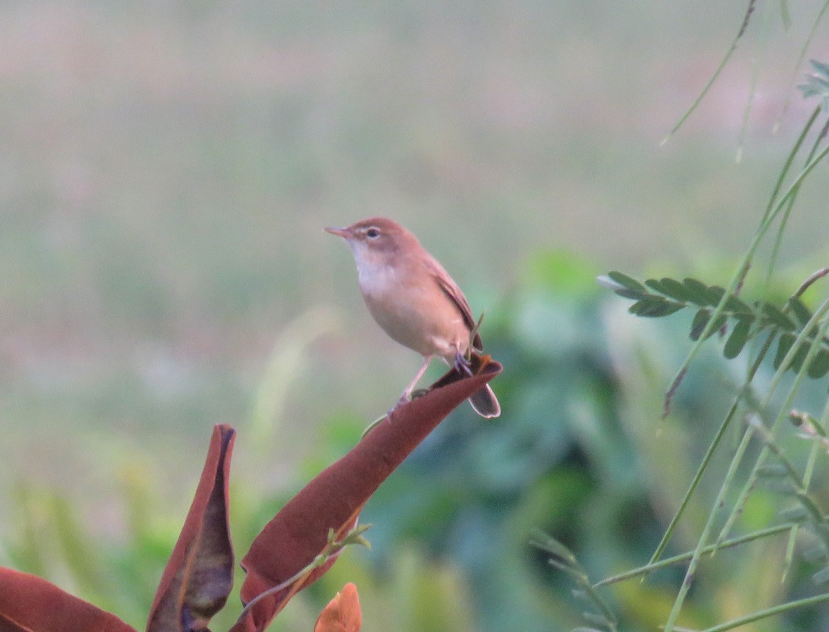 Booted Warbler - Sumesh PB