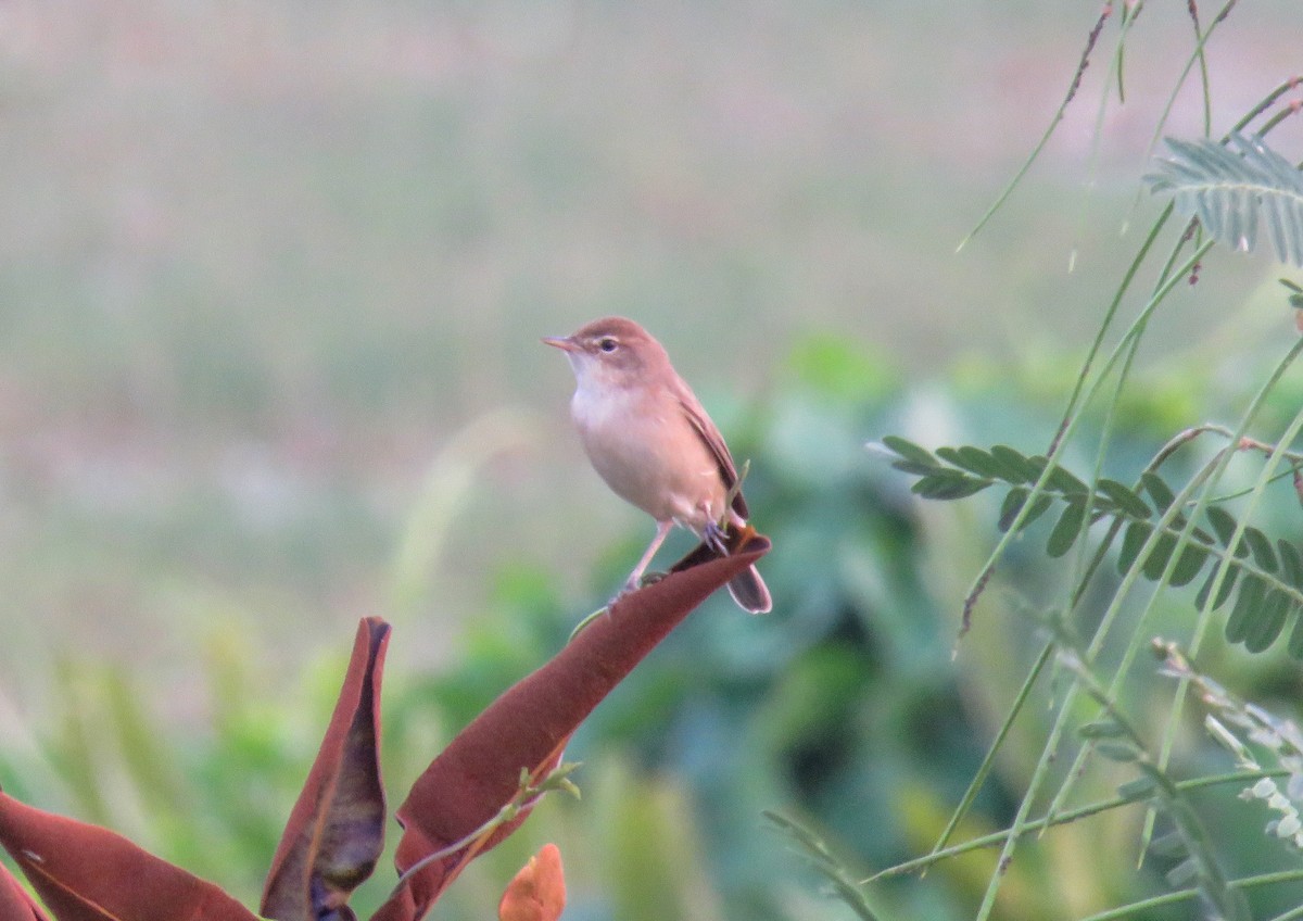 Booted Warbler - Sumesh PB
