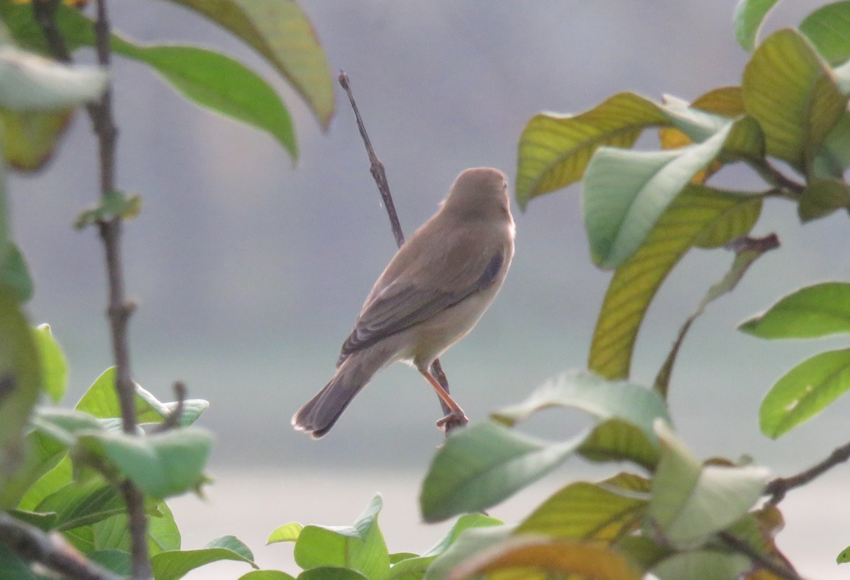 Booted Warbler - ML508705551