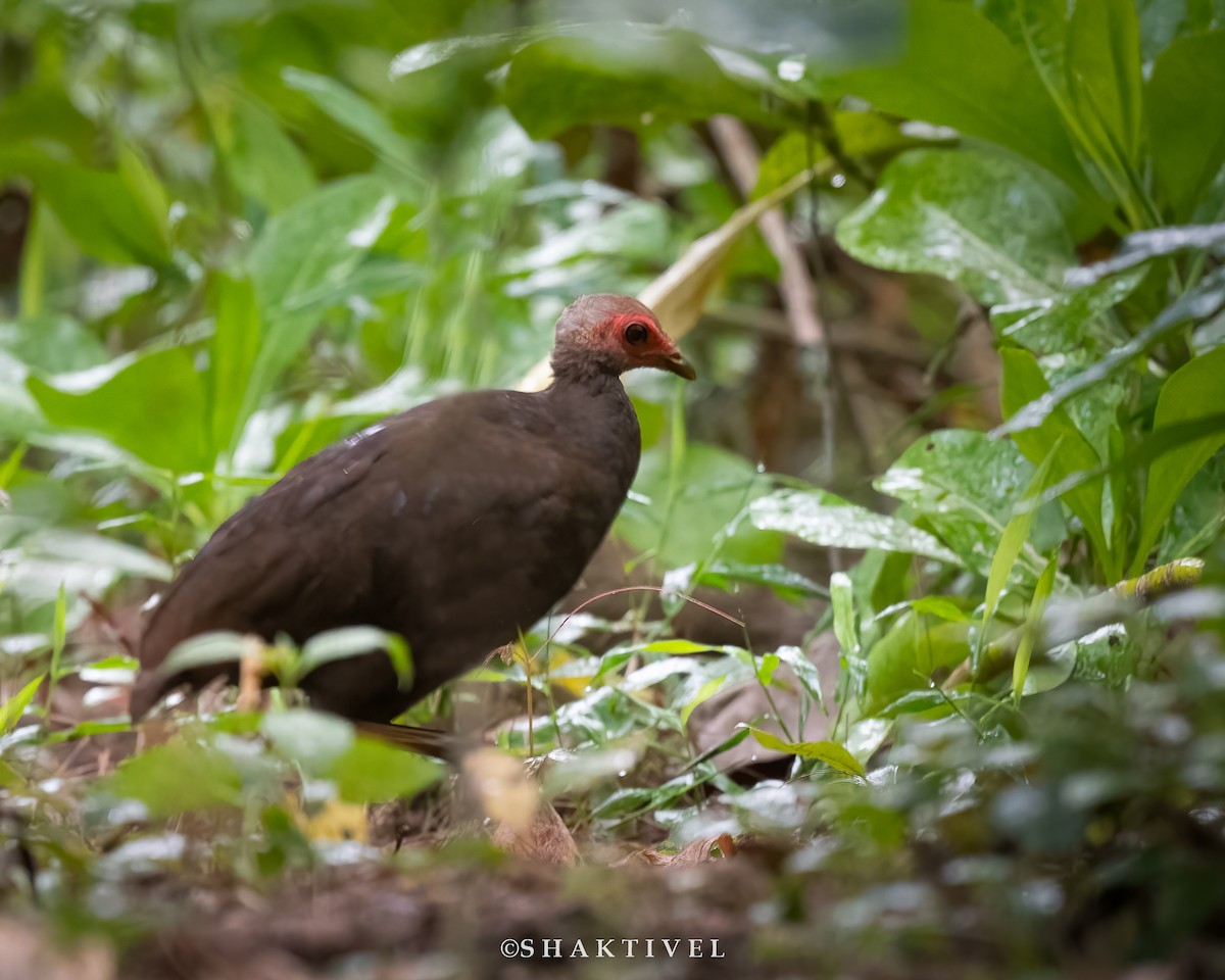 Nicobar Megapode - ML508705581