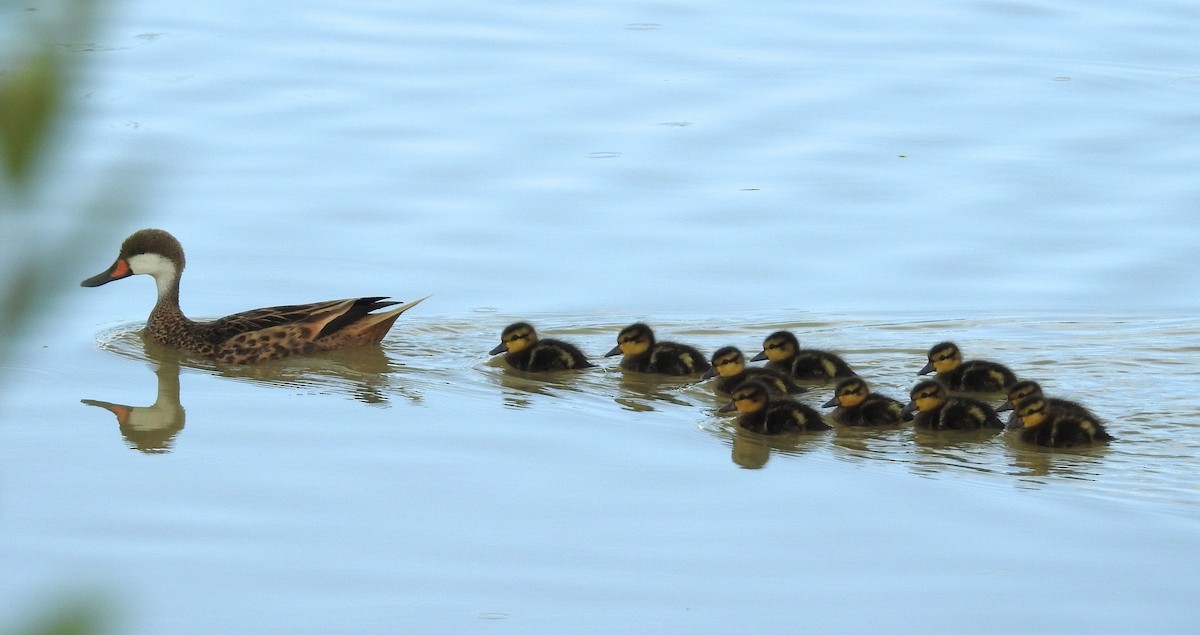 Canard des Bahamas - ML50870561