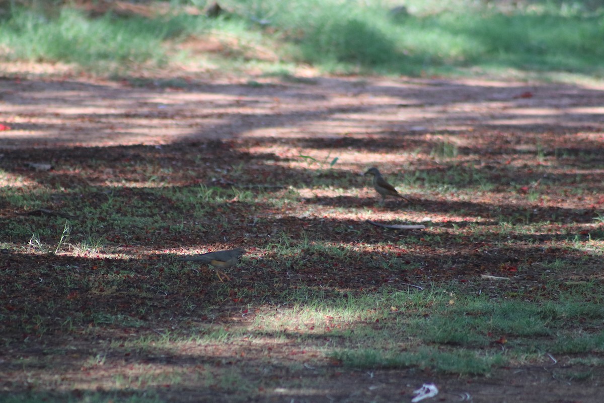 Kurrichane Thrush - Nyreen Roberts