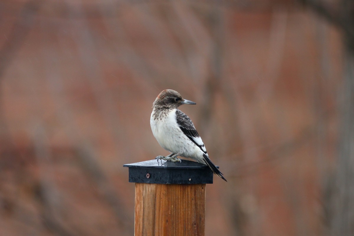 Red-headed Woodpecker - Shawna Sevigny