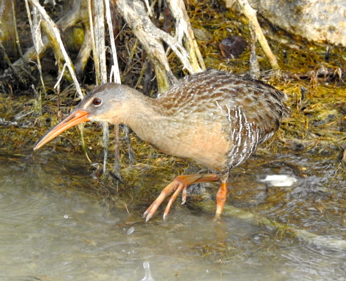 Clapper Rail - ML50870681