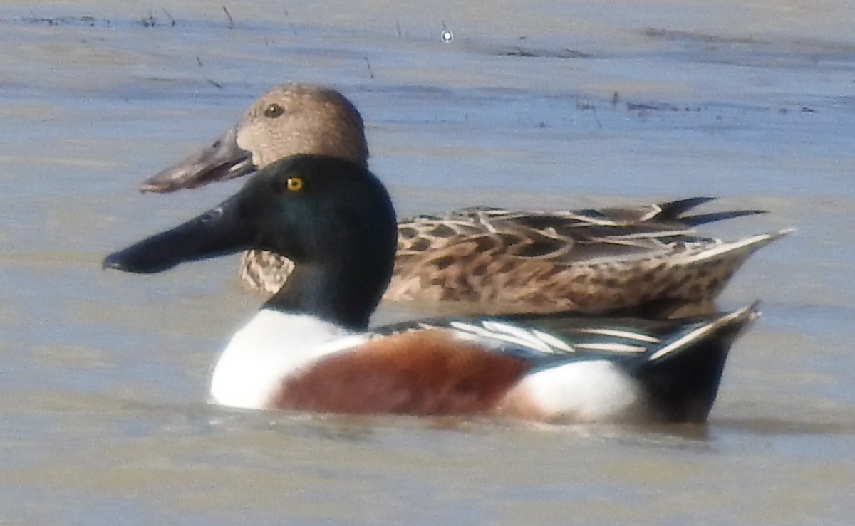 Northern Shoveler - ML50870701