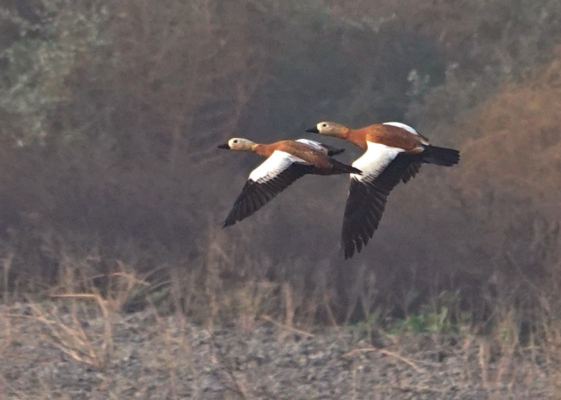 Ruddy Shelduck - ML508707641