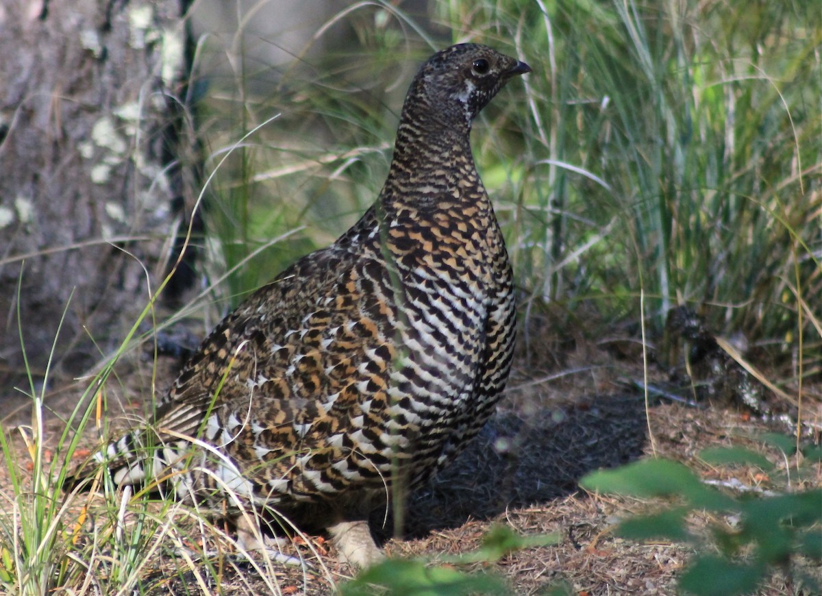 Spruce Grouse (Franklin's) - ML508707791