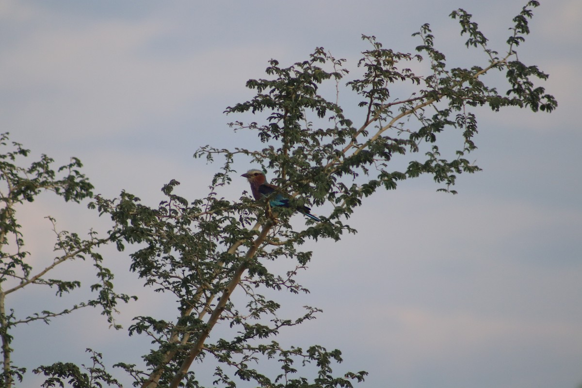 Lilac-breasted Roller - ML508708111