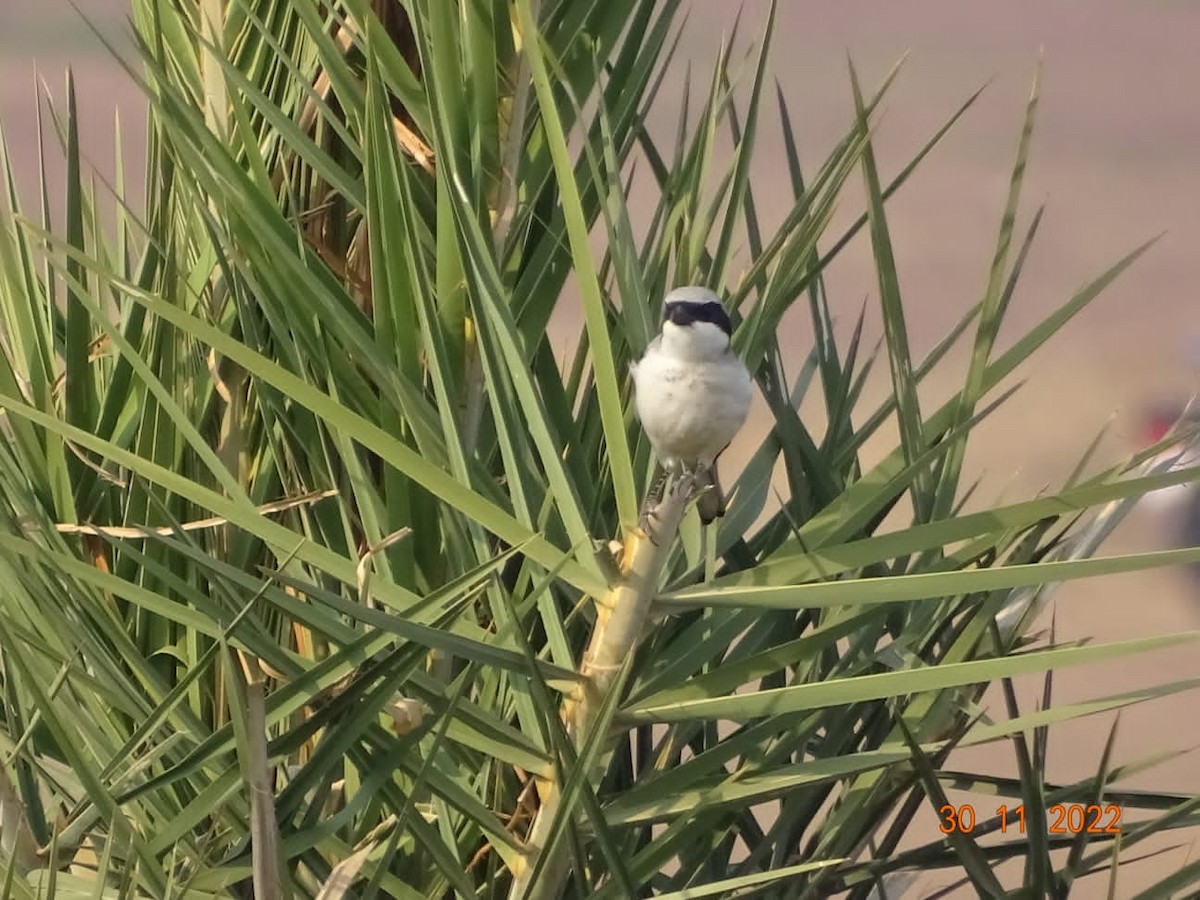 Great Gray Shrike - Chandan Tripathi