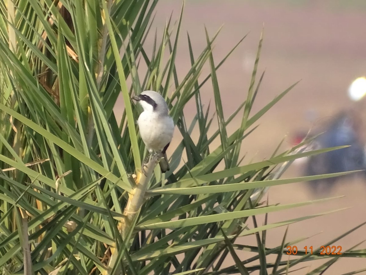 Great Gray Shrike - ML508708461