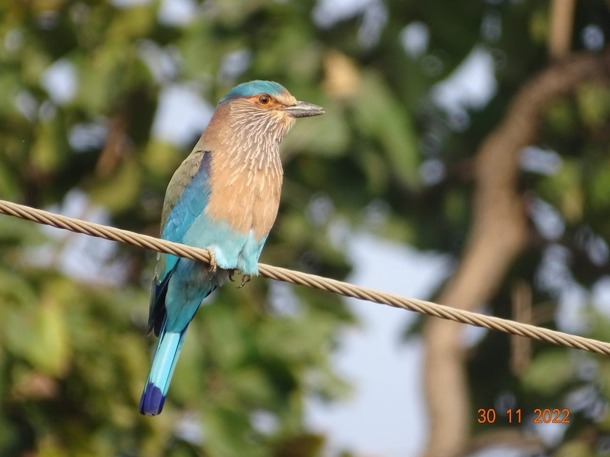 Indian Roller - ML508708511