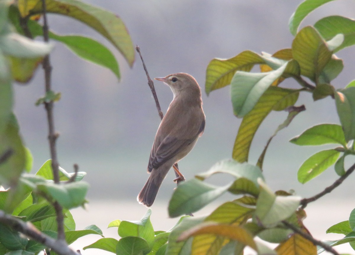 Booted Warbler - ML508708551