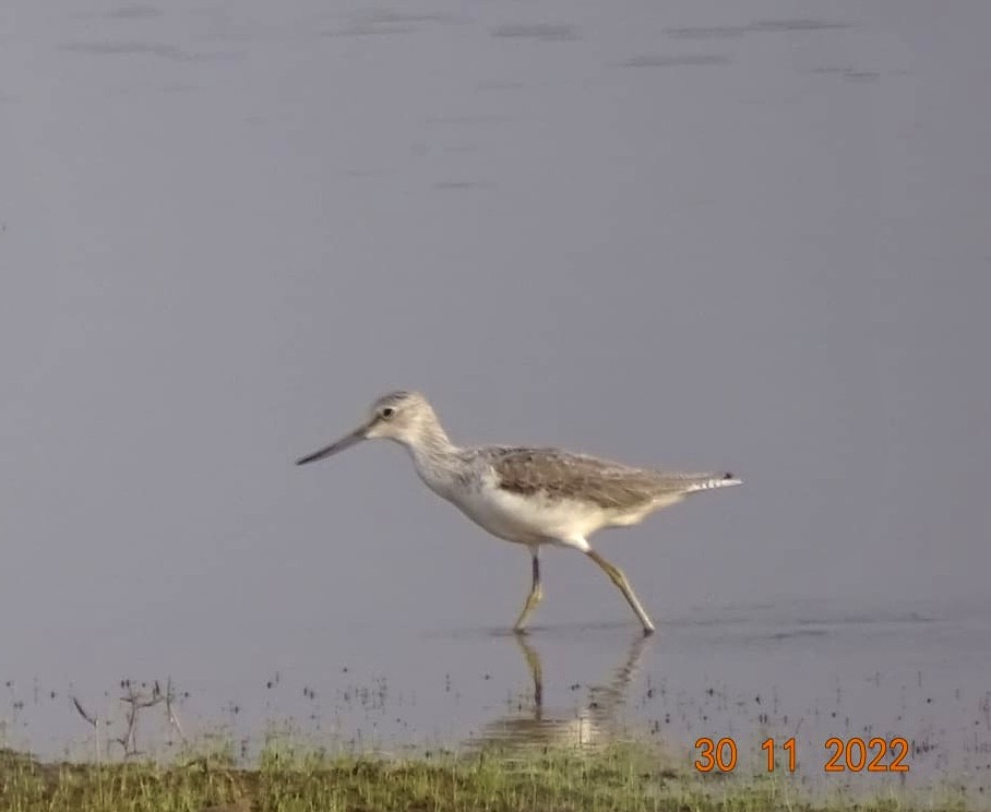 Common Greenshank - ML508708761