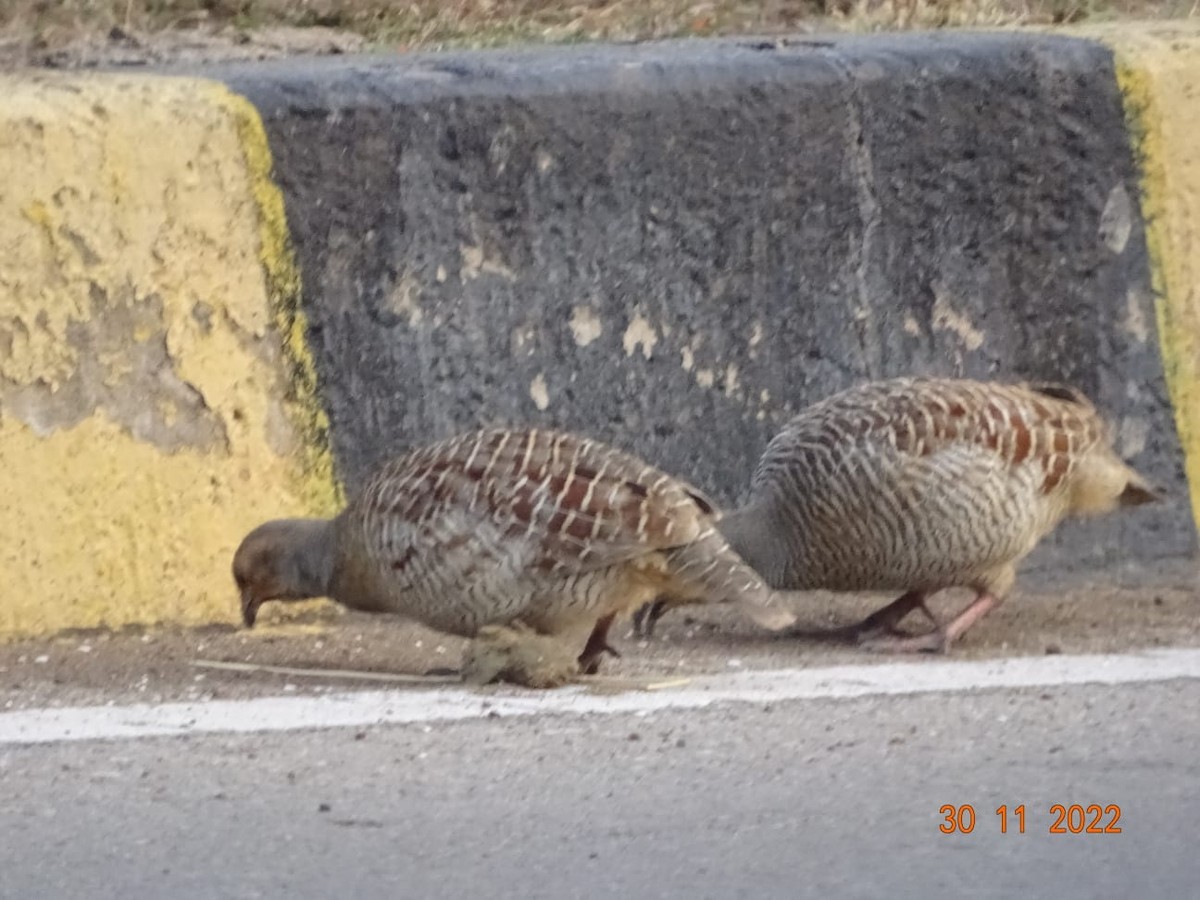 Gray Francolin - ML508709011