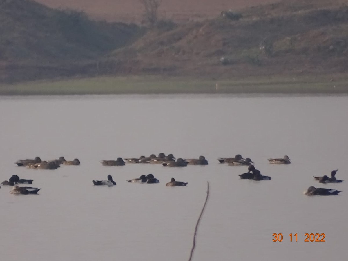 Tufted Duck - Chandan Tripathi