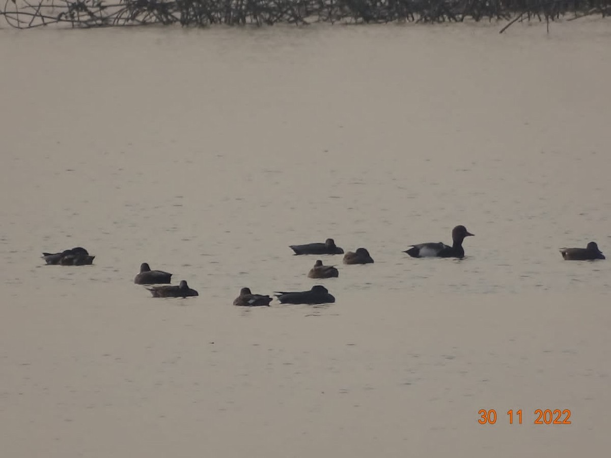 Red-crested Pochard - Chandan Tripathi