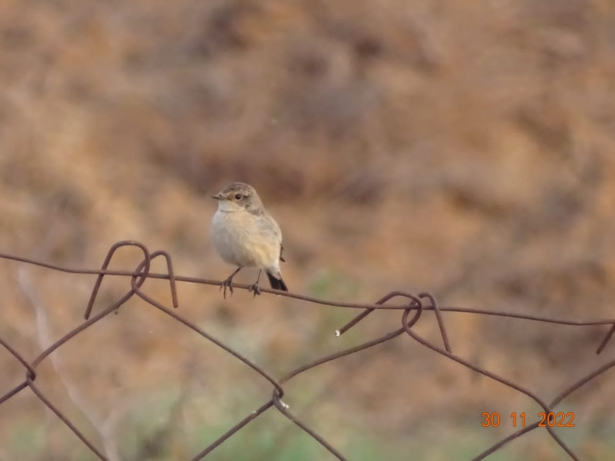 Siberian Stonechat - Chandan Tripathi