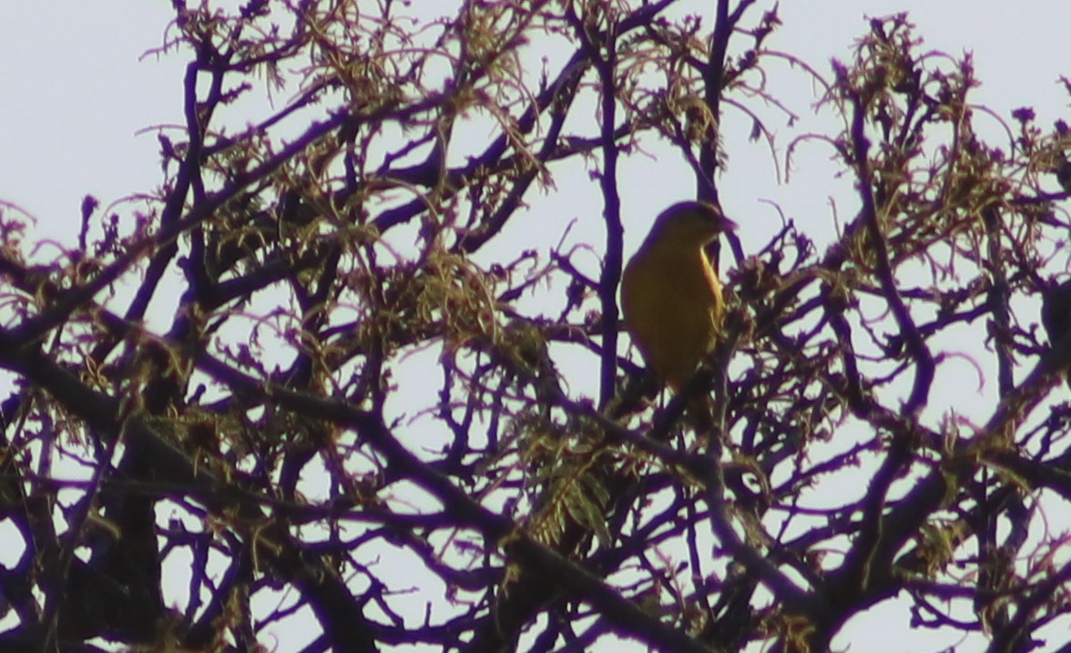 Southern Masked-Weaver - ML508709711