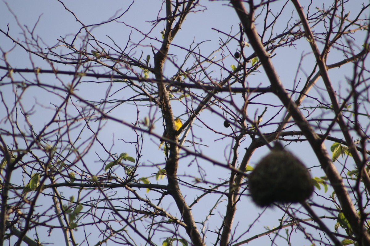 Southern Masked-Weaver - ML508710081