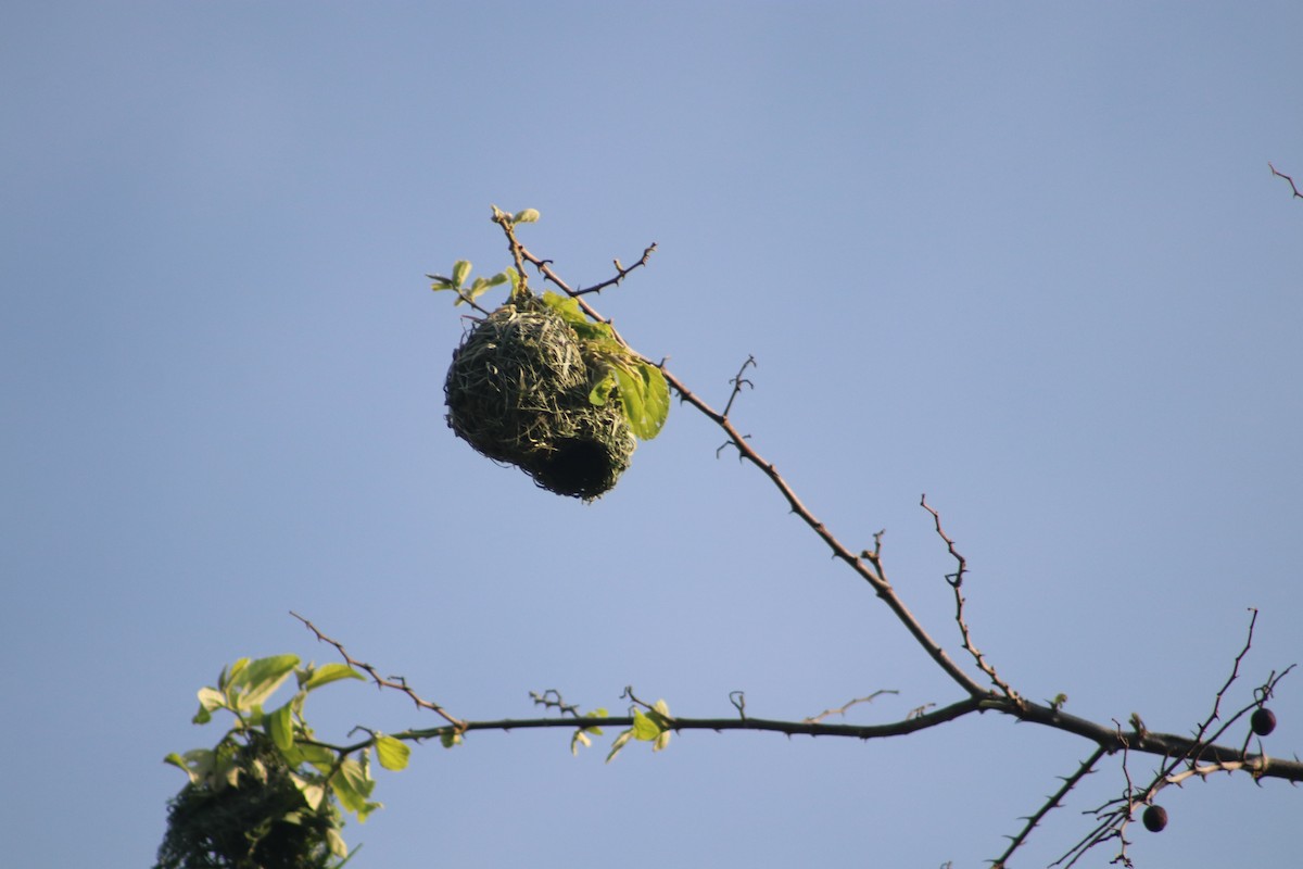 Southern Masked-Weaver - ML508710091